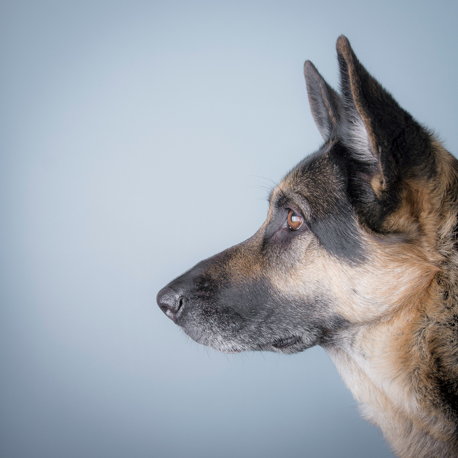 DIEREN